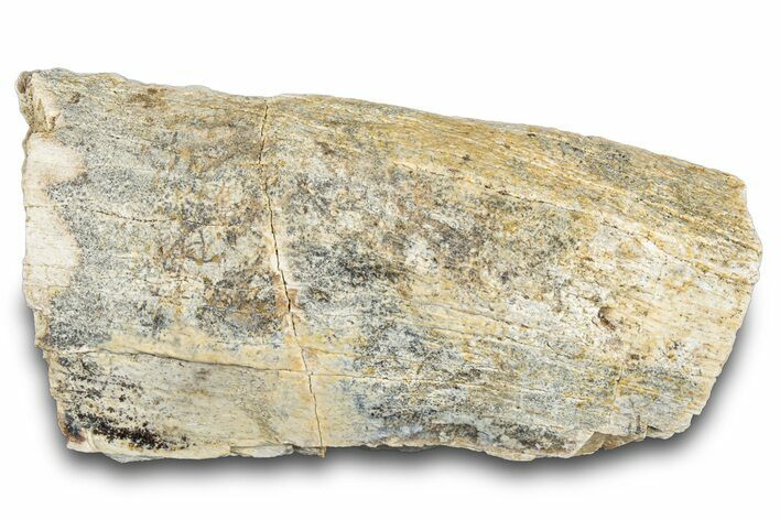 Hadrosaur Bone Section - Montana #287442